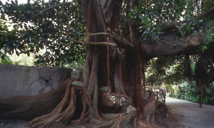 Venerdì giornata di cittadinanza attiva dedicata alla potatura del Ficus monumentale