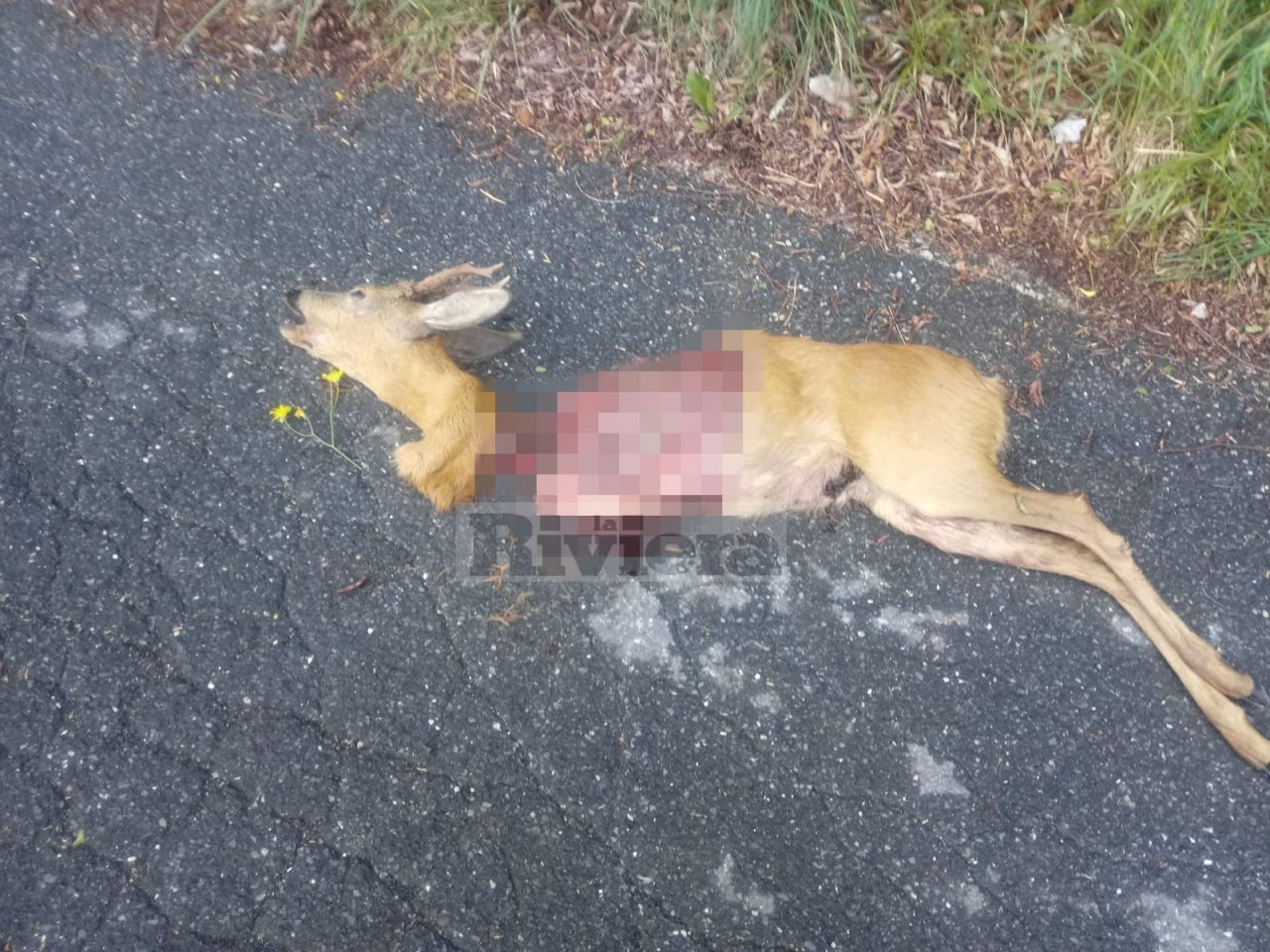 Capriolo sbranato da un lupo in alta val Nervia