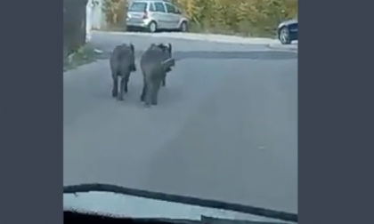 Famiglia di cinghiali a passeggio per la strada di Seborga. Video