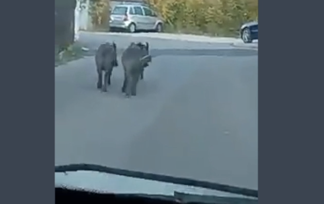 Famiglia di cinghiali a passeggio per la strada di Seborga. Video