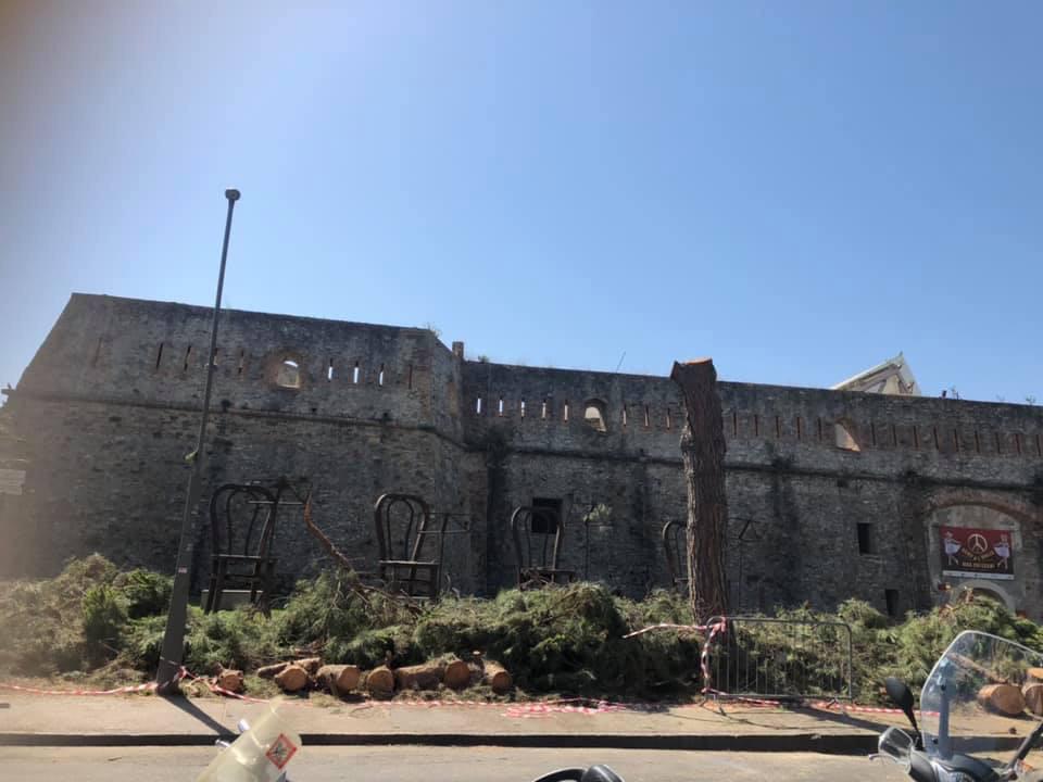 Iniziato l’abbattimento dei pini marittimi di Santa Tecla