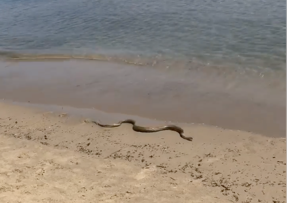 Una biscia in riva al mare a Sanremo