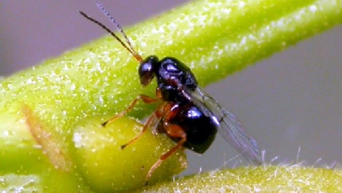 Regione Liguria in allerta per l’arrivo della vespa che attacca i castagni