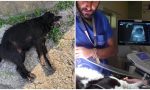 E' morto il cane investito da un'auto questa sera alla Villetta di Sanremo