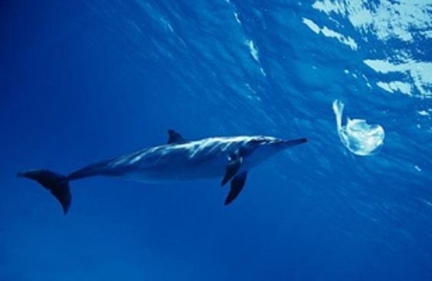 Al via monitraggio plastica nel santuario dei cetacei