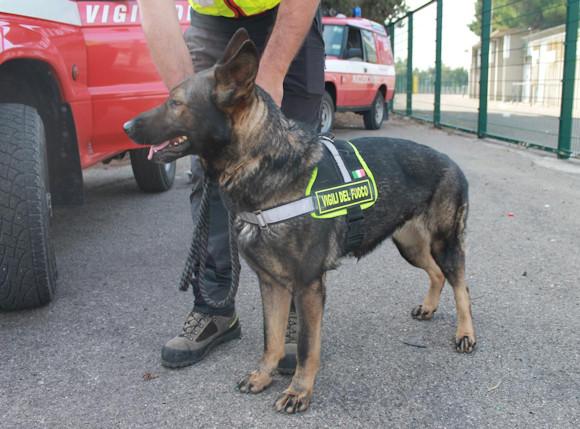 Vigili del Fuoco: a Imperia primo presidio mobile veterinario d’Italia