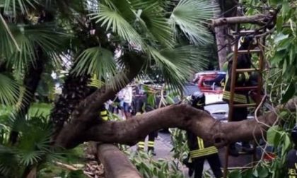 Taggia: chiusa ciclabile per albero pericolante, sindaco allerta vigili del fuoco