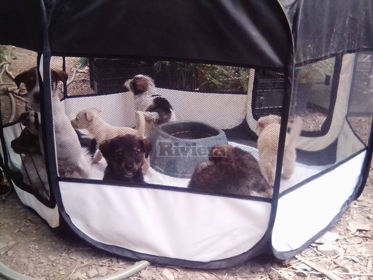 Scoperti sette cuccioli abbandonati in due cartoni