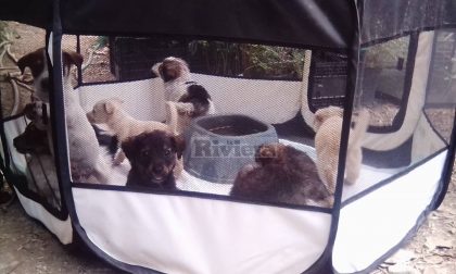 Scoperti sette cuccioli abbandonati in due cartoni