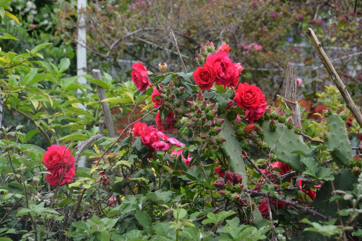 Carlo Carli giardino Roya Ventimiglia_03