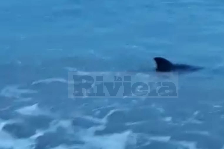 Salvato cucciolo di delfino che ha perso la mamma: sui social è subito sciacallaggio