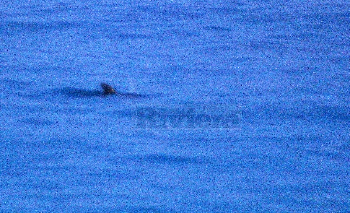 Delfino spiaggiato a Bordighera_03