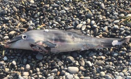 Carcassa di delfino recuperata a Bordighera