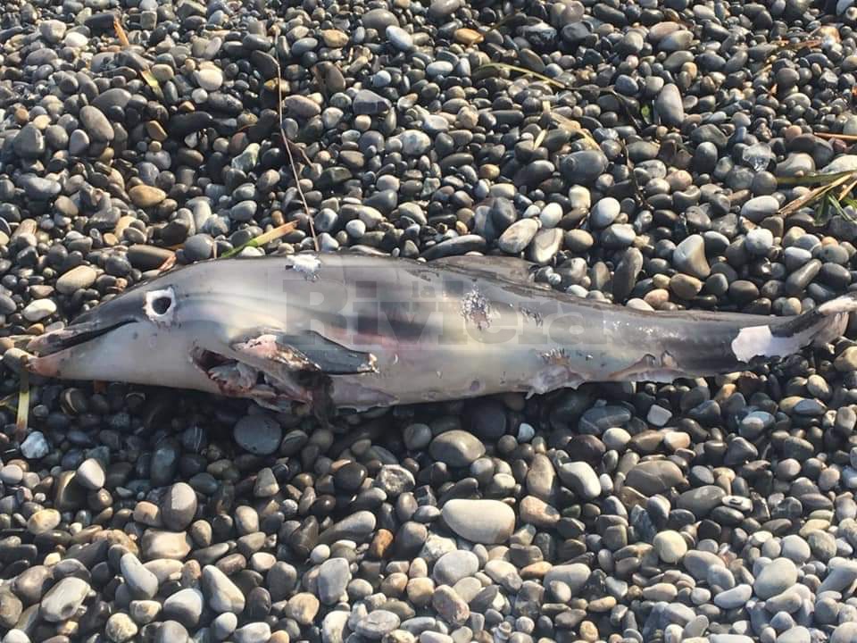 Carcassa di delfino recuperata a Bordighera