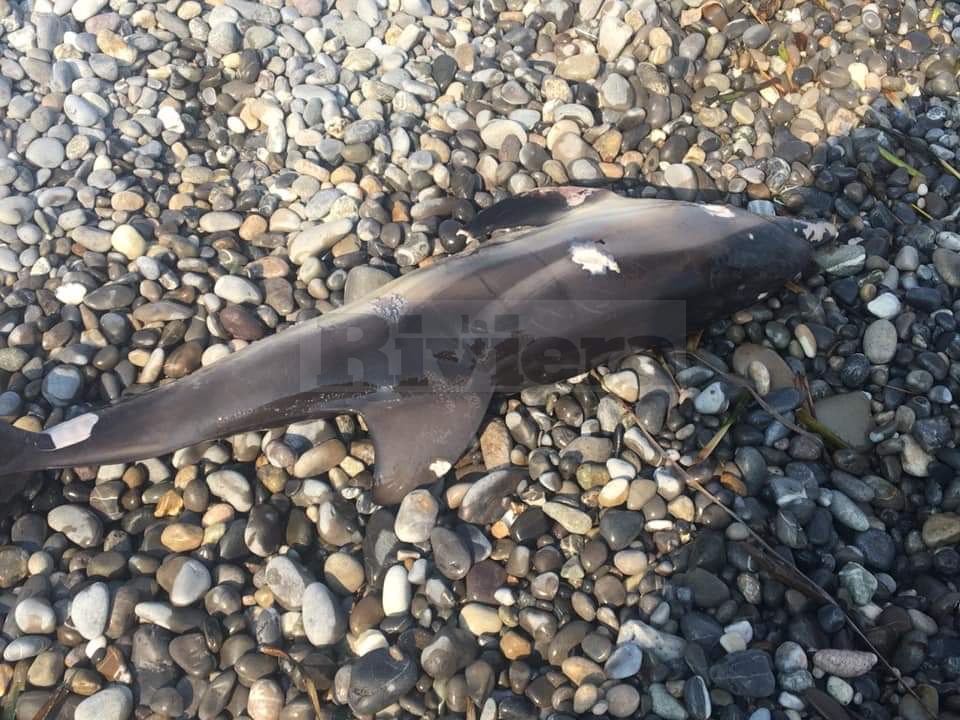 Delfino spiaggiato morto carcassa Bordighera1