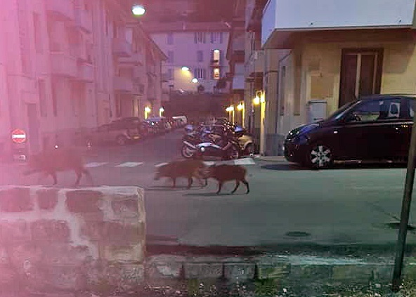 Famiglia di cinghiali a spasso per via Tenda