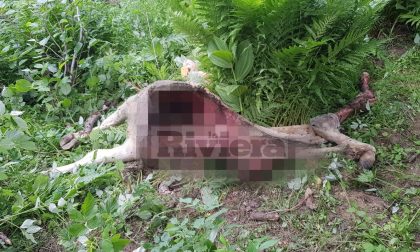 Allarme lupi: sbranata una decina di bovini nell'Imperiese