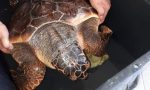 Imperia entra a far parte dei “Comuni amici delle tartarughe marine”