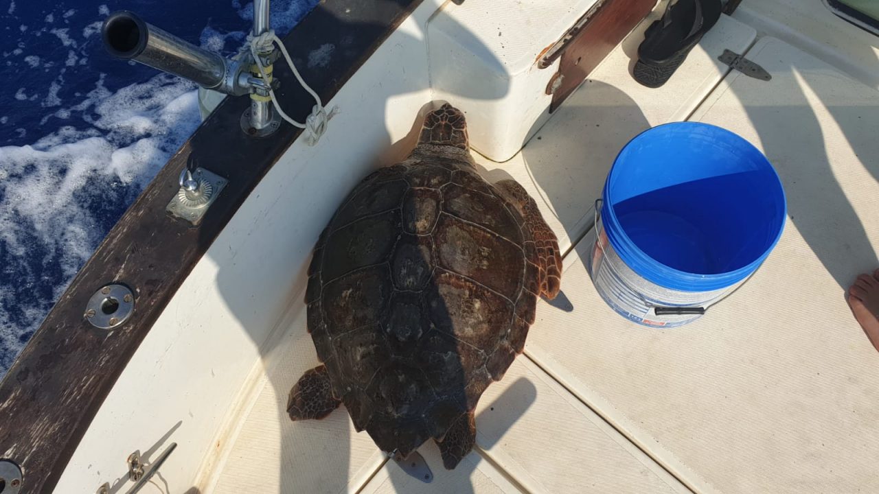 La tartaruga marina si è ammalata di broncopolmonite