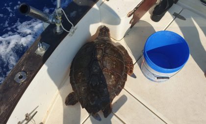 La tartaruga marina si è ammalata di broncopolmonite