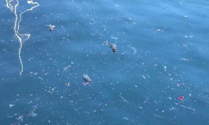 Topi morti in mare nel porto di Imperia: forse è colpa del temporale