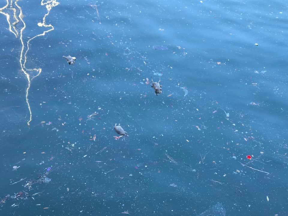 Topi morti in mare nel porto di Imperia: forse è colpa del temporale