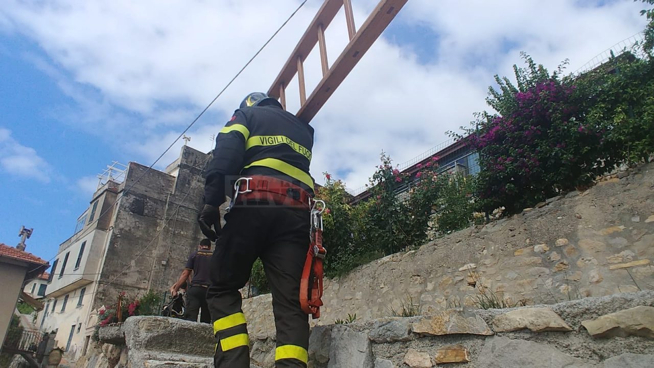 Vigili del fuoco salvano gattino intrappolato su una palma
