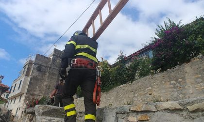 Vigili del fuoco salvano gattino intrappolato su una palma