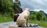 Abbandonati 86 cani da maggio ad oggi in provincia di Imperia