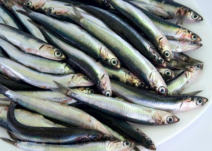 Furto di pesce al Porto di Sanremo, preso il responsabile