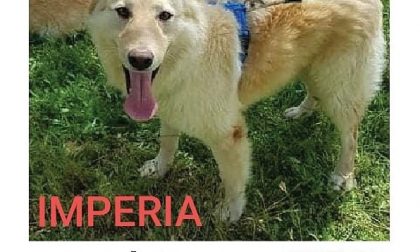 Chi lo ha visto? Ted si è perso a Borgo d'Oneglia