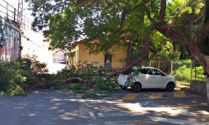 Crolla il ramo di un albero presa di striscio un'auto parcheggiata