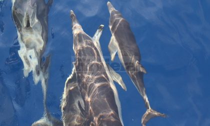 Cisterna con acido solforico affonda nel Santuario dei Cetacei