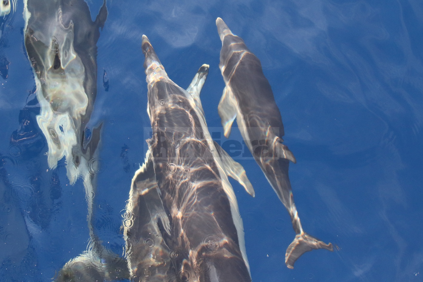 Avvistamento branco delfini Tethys Santuario cetacei Bordighera Sanremo