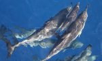 Rarissimo branco di delfini avvistato tra Bordighera e Sanremo. Video