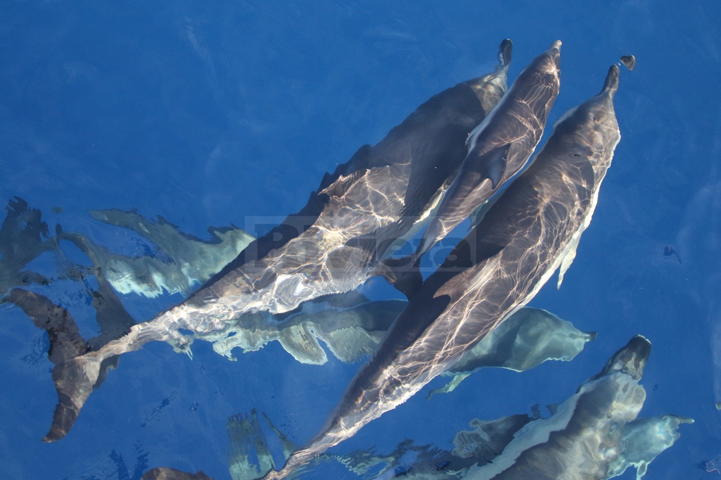 Avvistamento branco delfini Tethys Santuario cetacei Bordighera Sanremo_02