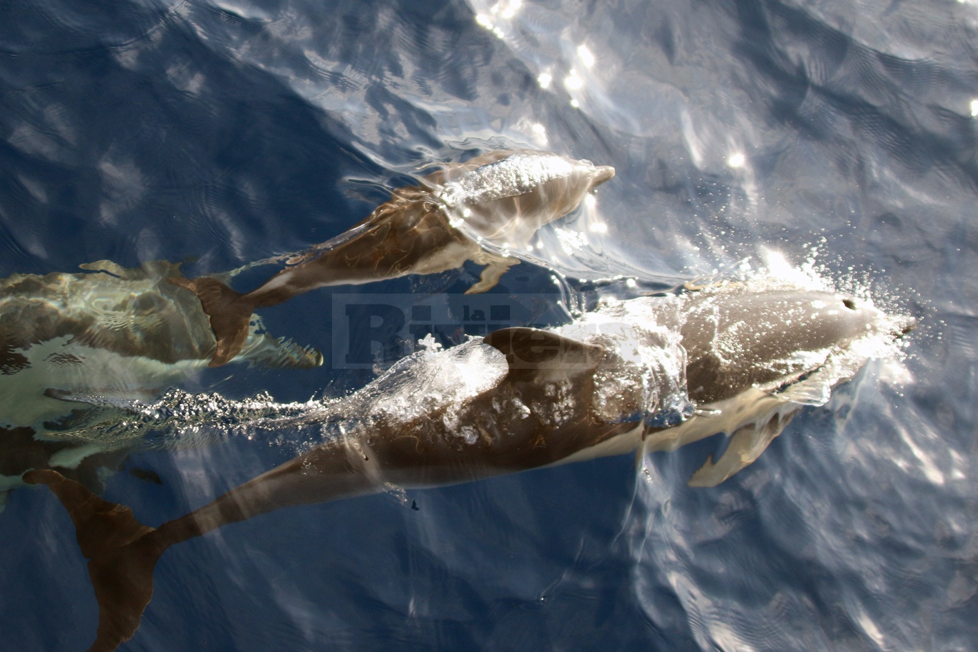 Avvistamento branco delfini Tethys Santuario cetacei Bordighera Sanremo_03