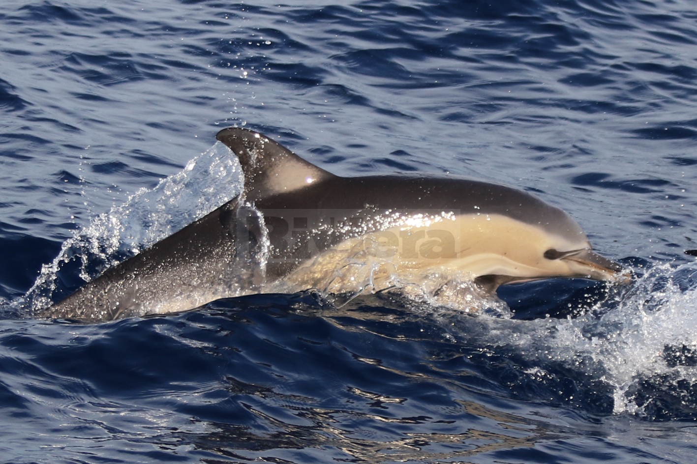 Avvistamento branco delfini Tethys Santuario cetacei Bordighera Sanremo_07