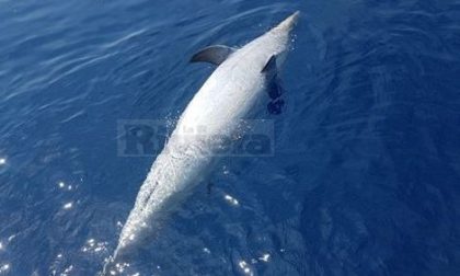 Trovato un delfino morto al largo di ventimiglia