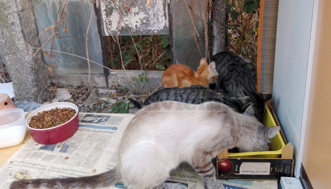 Autopsia sui gatti morti: è avvelenamento, caccia al killer seriale