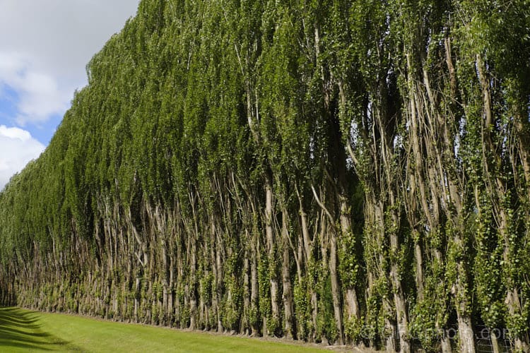 Rubava piante, arrestato dai carabinieri