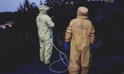 Terminato il progetto Life Stop Vespa contro la Velutina