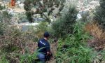 Cocaina, hashish e una piantagione di marijuna: arrestato un 17enne