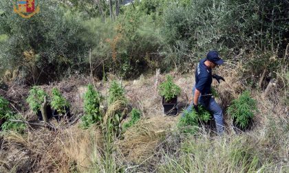 Sequestrata piantagione con quasi 400 piante di marijuana