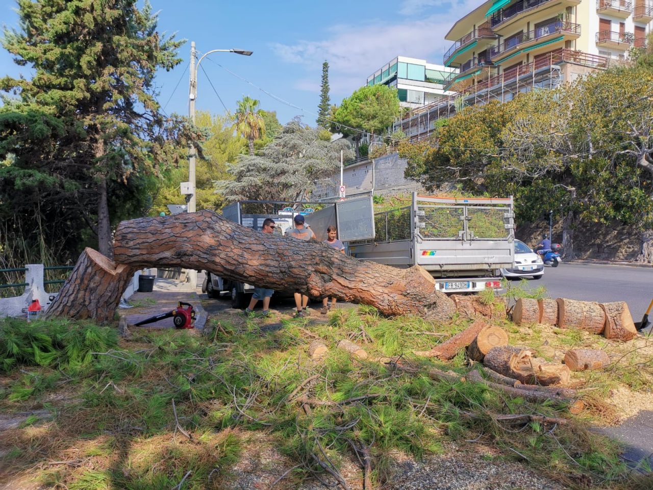 Rischia di crollare sulla strada, abbattuto un pino a Ospedaletti