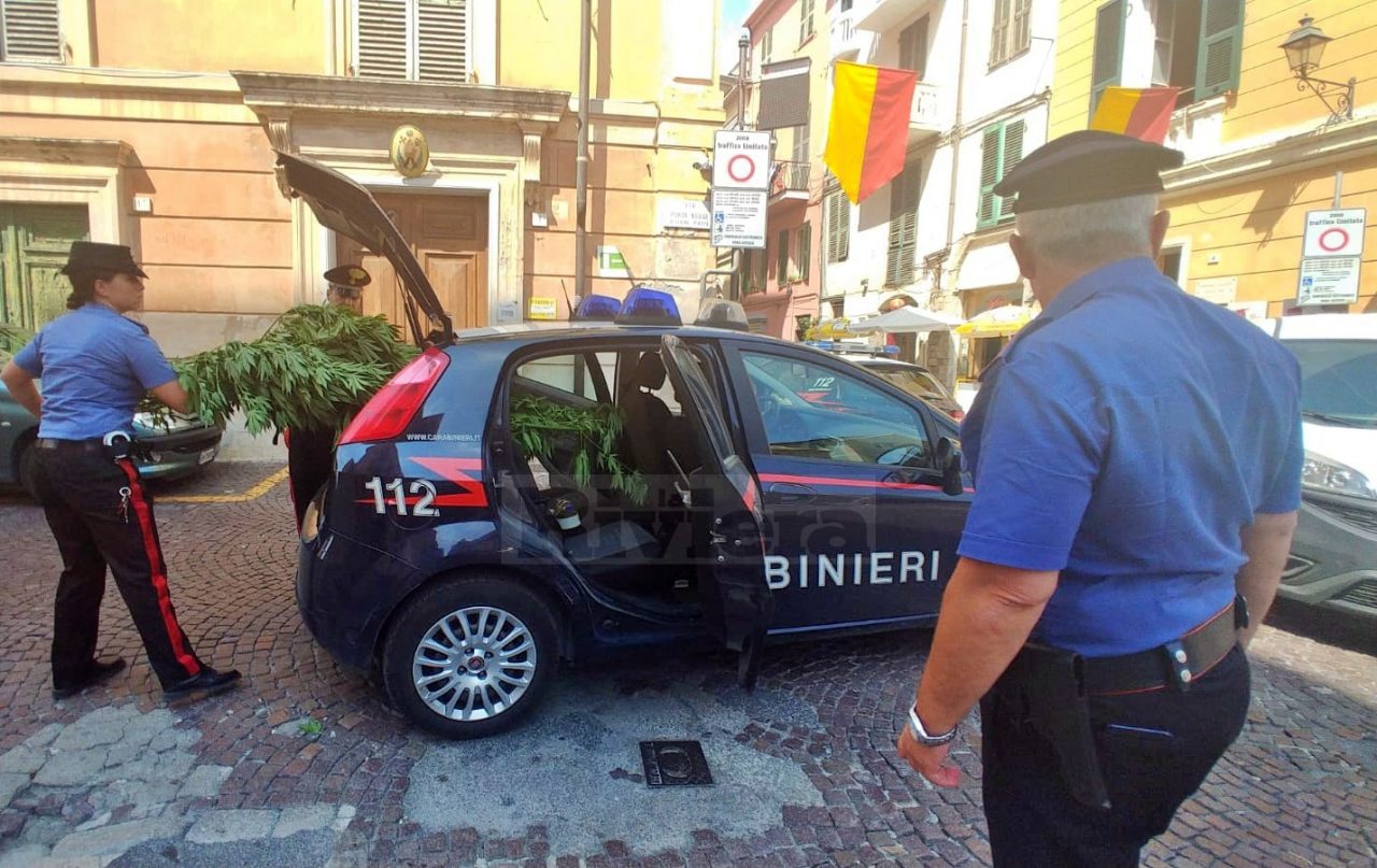 Carabinieri di Ventimiglia sequestrano piante di marijuana
