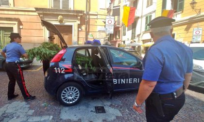 Carabinieri di Ventimiglia sequestrano piante di marijuana
