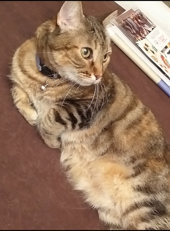 Si è persa la gatta Penny: chi l’ha vista?