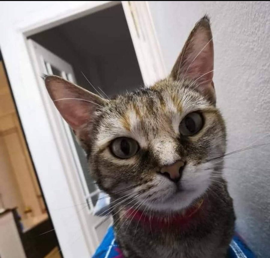 Sanremo, si cerca gattina dal collare rosso