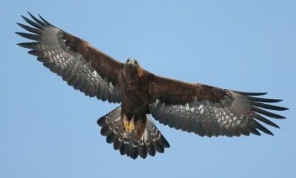 Trovato in val Roja il nido di aquila reale a più bassa quota delle Alpi